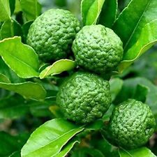 Kaffir Lime Tree Starter Plant. Citrus Hystrix. Makrut Lime. 5” - 7
