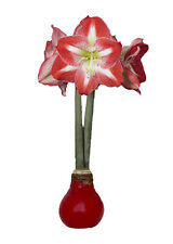 Minerva Red Waxed Jumbo Amaryllis - Immediate Shipping for Holiday Blooms picture