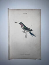 1st Ed Hand-colored Jardine's Natural History Amethyst Deland’s Hummingbird picture