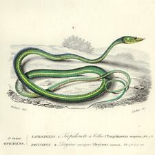 SCARCE 1849 Original D'Orbigny Hand-Colored SNAKE Engraving: REPTILES Pl. 10 picture
