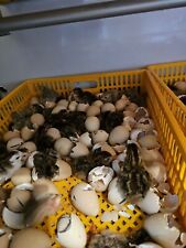 10 + FRESH GUINEA BIRD FOWL HATCHING EGGS READY QUICK USPS  SHIP picture
