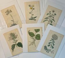 Curtis's Botanical Magazine Original Antique Prints - from 1792 - 1828 picture