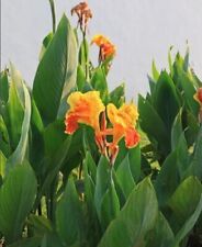 5  Canna Lily Bulbs/Rhizomes Orange/yellow picture
