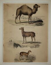 ALEXANDER FRANCIS LYDON (1836–1917) Original ANTIQUE Colored Engraving Camel picture
