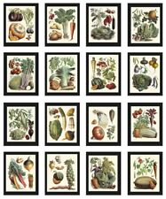 Vintage Vegetable Print Botanical Wall Art Set of 16 Beautiful Antique Unframed picture