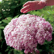 Incrediball® Blush Hydrangea Perennial - Huge Flowers - 4