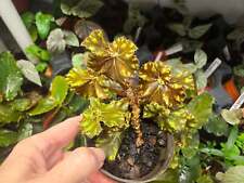 Begonia Rex  'LITTLE DARLING' Live Plant picture