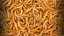 Live Mealworms - 50 - 10,000 - Large 3/4
