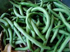 Green Bean Seeds, Blue Lake Bush 274, NON-GMO, Variety Packets Sold,  picture