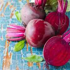 500 Ruby Queen Beet Seeds Non-GMO Heirloom USA Seller picture
