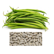 Blue Lake BUSH Beans | Non-GMO | Heirloom | Bulk Garden Seeds picture