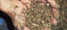 Live Banded Crickets - Different sizes - 250-2000 counts - Reptile Feeders picture