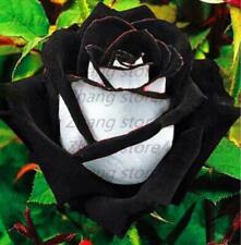 (10) RARE BLACK ROSE SEEDS perennial flower garden bush tea USA SELLER W/TRACK picture