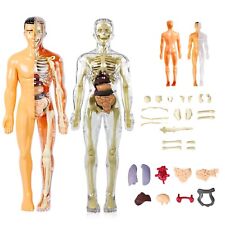 3D Human Body Anatomy Model DIY Skeleton Toy Removable Parts for Kid Aldult GIFT picture