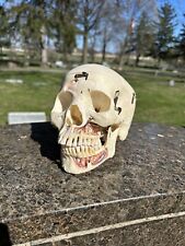 Vintage Kilgore International Medical Dental Instructional Skull picture