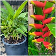 3 Red Heliconia Rostrata Flower Hanging Lobster Claw Tropical Live Plant Rhizome picture