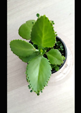 1 Mother of Thousands Millions Kalanchoe 7