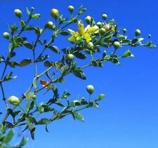 Creosote Bush (Larrea tridentata) 50+ seeds - 2020 - Bonzai potential picture