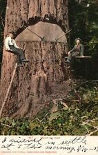 Vintage Postcard 1907 Giant Fir Trees 2 Men Cutting Down The Tree Edward H. Pub. picture