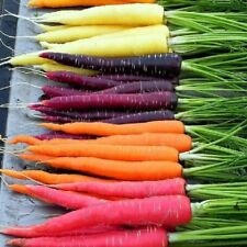 300 RAINBOW CARROT SEEDS ~ heirloomseedguy ~ 2024 ~ NON-GMO picture