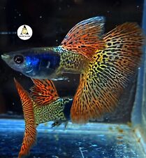 1 Trio - Mental Red Lace Snake Skin - Live Aquarium Guppy Fish Grade A+ picture