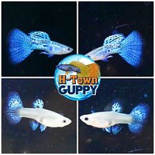 1 TRIO  - Live Aquarium Guppy Fish High Quality - Blue Grass   picture