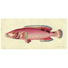 Rare 1806 Shaw & Nodder Hand-Colored Fish Engraving #538 CUKOO WRASSE, LABRUS picture