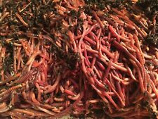Composting Worms: 3/4  Pound Red Wiggler Worm Mix. picture