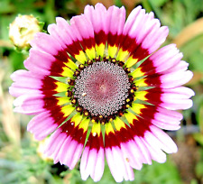 500+ PAINTED DAISY TRICOLOR SPRING MIX SEEDS GIGANTIC FLOWERS BUTTERFLIES BEES picture