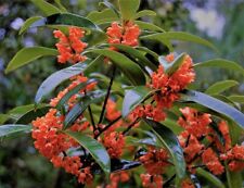 Red Flowering Fragrant Tea Olive ( osmanthus ) - Live Plant - ( 1 QT ) picture
