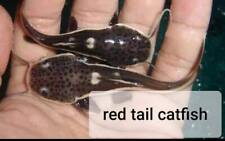 RED TAIL CATFISH - TOP QUALITY - USA TOP REPUTABLE SELLER - UPS SHIPPING picture