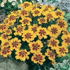 French Marigold DWARF NAUGHTY MARIETTA Heirloom Beneficial Non-GMO 200 Seeds picture