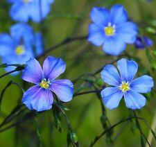 Blue Linum Flax Seed | Non-GMO | 2nd Year Maturity Perennial Flowers | Heirloom picture