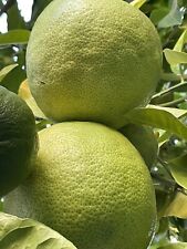 40 Seeds Giant Lemon Fruit World Largest  Giant Ponderosa For Planting picture