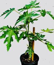 Large Red Papaya Tree (22 inches high) picture