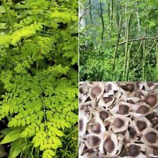 1 lb (1,600+) Moringa Seeds for Planting | Non-GMO | Imported from India FRESH picture