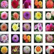 US-Seller Rare Beautiful Perennial Dahlia Flowers Seeds 20PCS Mix Color. picture