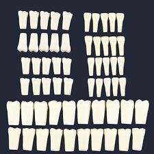 Columbia 860 10pcs/lot Dental Individual Typodont Teeth Replacement picture