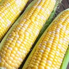 Ambrosia F1 Hybrid Corn Seeds | Bicolor Sweet | Non-GMO |  | 1109 picture