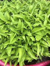 big water spinach ( rau muong la to ) 100gram usa seller  picture