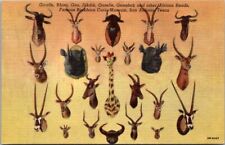 San Antonio TX Texas Famous Buckhorn Curio Museum Vintage Postcard Animal Heads picture