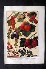 Artemas Ward 1923 Fruit Print. Currants, Gooseberries, Raspberries, Strawberries picture