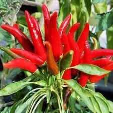 5g/500pcs Chili Pepper Seeds, Facing Heaven Pepper Seeds, Bird's Eye Chili Seeds picture