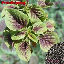Red Amaranth Stripe Leaf Seeds |Edible Amaranth, Chinese Spinach, Yin Choi Seeds picture