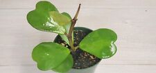 Hoya Kerrii live rare house plants in 4  inch nursery planted pot picture