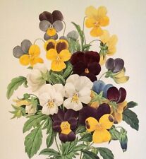 Redoute Beautiful Flowers BOUQUET de PENSEES Botanical Art Print Book Plate 97 picture