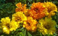 1 oz Tall Mixed Marigold Seeds, Farm Mix, French Marigolds, Heirloom, 12,000ct picture
