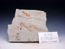 Late Jurassic Age Lycoptera Ancient Fish Fossil w/ Certificate #12211910 picture
