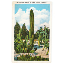 Southern California Desert Cactus Postcard 1920s Southwest Cacti Art Card C1915 picture