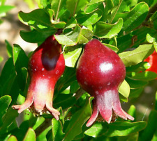 Dwarf Pomegranate Organic {Punica granatum nana}20 seeds  picture